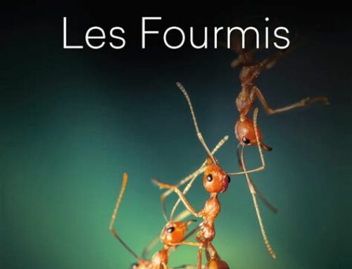 Et le perdant est … le client